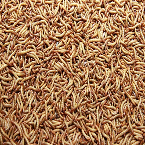 dried- mealworm.jpg